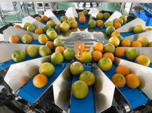 China SUS304 Fruit Multihead Weigher Custom Feeding Belt For Avoiding Damaged wholesale