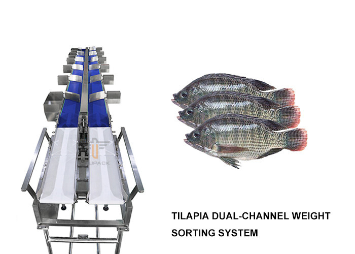 China Dual Channel Tilapia Weight Sorting Machine 6 Level wholesale