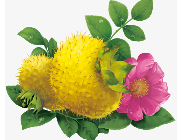 Buy cheap ROXBURGH ROSE FRUIT EXTRACT from wholesalers