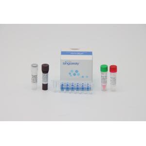Buy cheap Accurate Dengue Virus RT PCR Test Kit 48 96 Tests Per Kit 20uL Reaction Volume from wholesalers