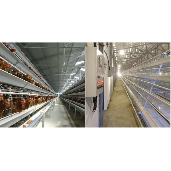 3-10 Layer Poultry Cage For Chicken U Type Hot Galvanized Steel Stand