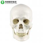China Human Anatomy Skull Model / Anatomy Type Life Size Medical Skull Model for sale