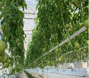 Turnkey Project Multi Span Commercial Hydroponic Greenhouse Waterproofing