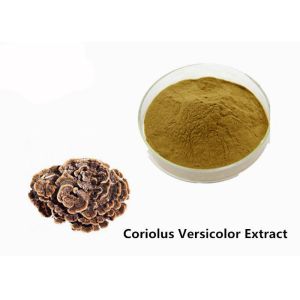 Buy cheap Strengthen Physique Brown Yellow Coriolus Versicolor Extract Powder from wholesalers