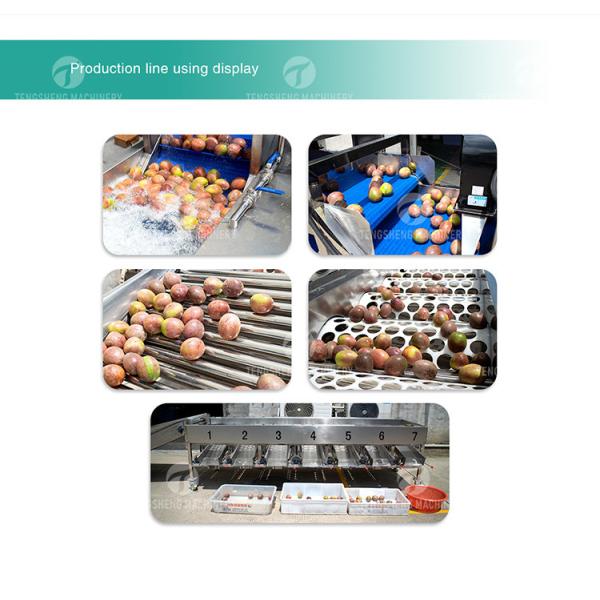 Drying Sorting Circulating Surfing Fruit And Vegetable Processing Line Apple Tengsheng