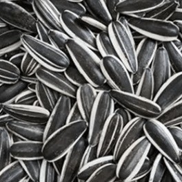 China Unsalted Roasted Sunflower Seeds 5009 Top Choice for Healthy Snacking wholesale