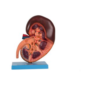 China ISO 14001 Kidney Human Anatomy Model For Colleges Training wholesale