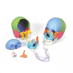 Buy cheap 22 Parts Colorful Plastic 1.1kg Anatomy Bone Model , Human Skull Model from wholesalers