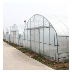 China Agricultural Galvanized Tunnel Greenhouse Plastic Tomato Greenhouse With Bolt Connection wholesale