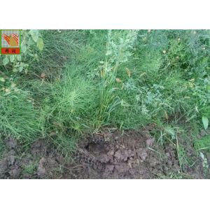 China High Strength Three Dimensional Geomat Erosion Control Netting 300g /Sqm wholesale