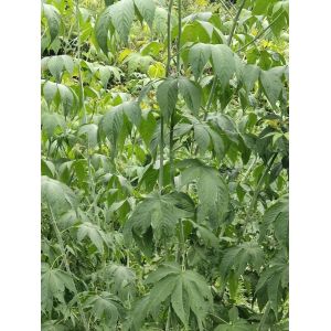 Buy cheap Wholesale blackberry sweet Leaf Tea Healthy Care Chinese Herbal Bulk Tea for from wholesalers