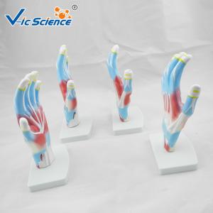 Laboratory Educational Anatomy Models Palm Model VIC-325