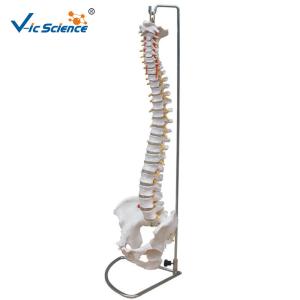 China Human Skeleton Model Vertebral Column With Pelvis And Painted Muscles wholesale