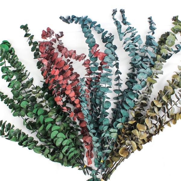 Real Touch Preserved Foliage Beautiful Color Style For Home Decoration