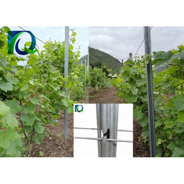 Anti Rust 1.6-3.0MM Wire 54x30mm Vineyard Trellis Posts