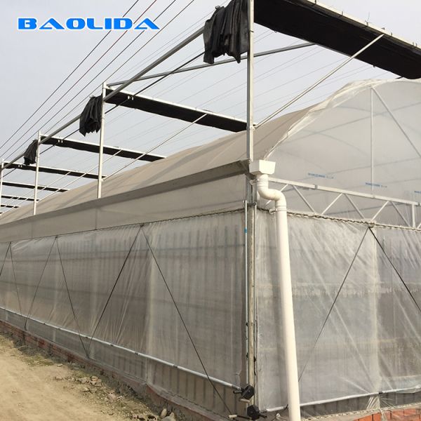 Plastic Shed Multi Span Greenhouse / Agricultural Polythene Grow Tunnel