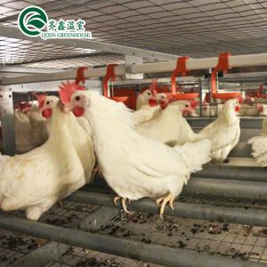 China Large Double Layer Chicken Farm Multi-Span Film Greenhouse Customizable Size wholesale