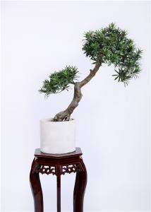 China High Imitation Bonsai Pine Tree 80cm UV Resistance Unprecedented Authenticity on sale