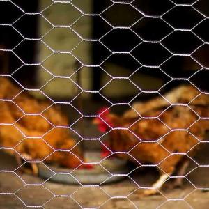 China High Quality Galvanized Hexagonal Mesh Fence Chicken Wire Mesh Rolls on sale