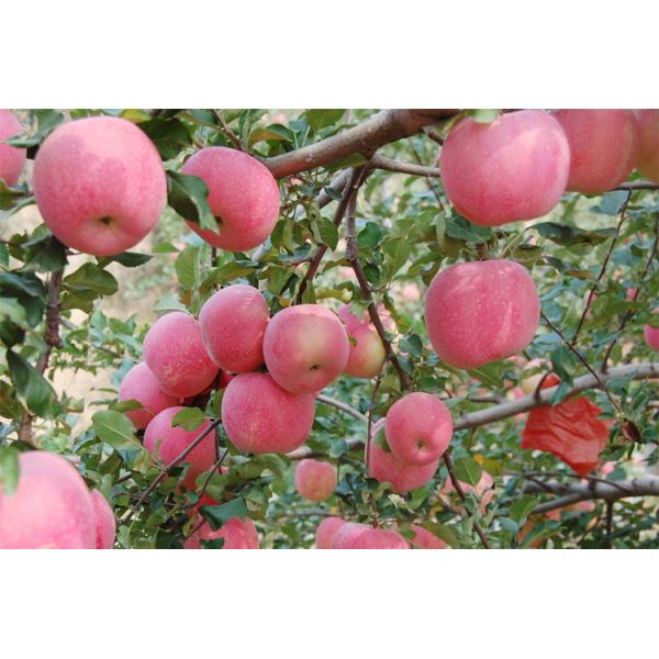 Crop Agriculture Enhanced Efficiency Fertilizers Water Insoluble