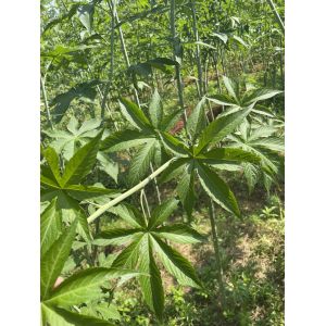 Buy cheap 2026 Wholesale High Quality Dried Raspberry Leaf Tea Organic Blended Health from wholesalers