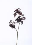 Pomegranate Artificial Tree Branches , Ideal Artificial Twig Branches Plastic