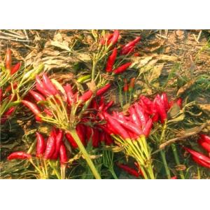 Buy cheap Stemless Dried Red Chilli Peppers Sichuan Chillies 10% Moisture from wholesalers