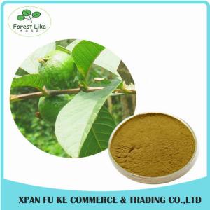 China Health Care Product Reduce Fatigue Guava Leaf Extract with Polyphenols wholesale