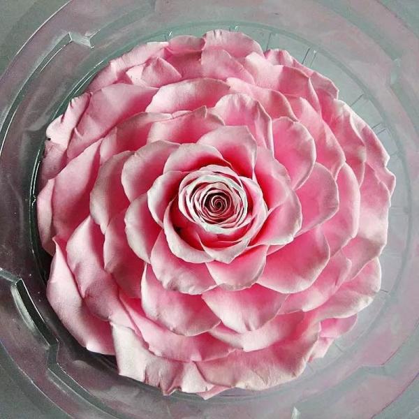 China factory Real Preserved Rose in Gift Box for Decoration Gift Preserved Flowers in Box