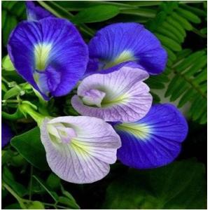 Buy cheap Butterfly pea Extract, Butterfly pea Powder, Blue Powder, Chinese manufacturer, from wholesalers