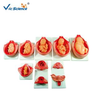 China Removable Fetus Human PVC Anatomical Medical Model wholesale