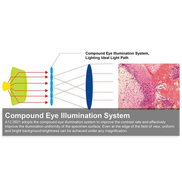 OPTO-EDU A12.0921 Biological 47mm Compound Optical Microscope