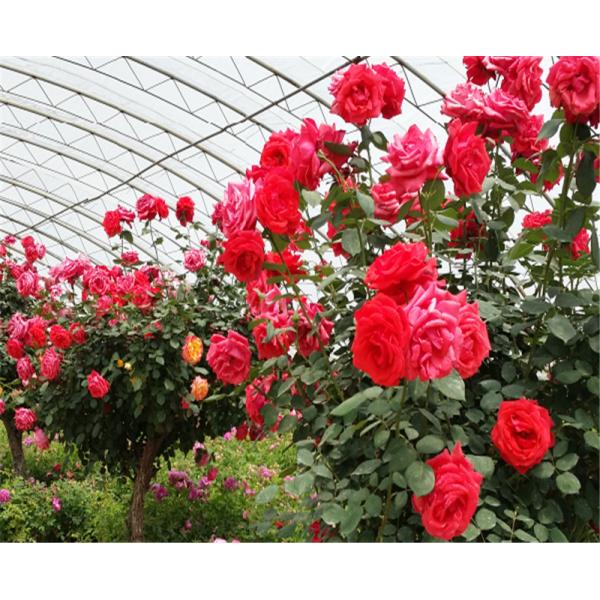 High Output PC Sheet Greenhouse Nine Systems Combined For Flower Growing