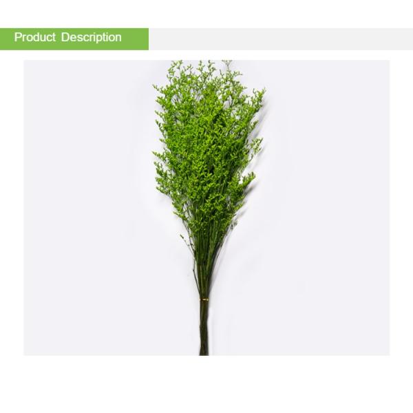 Beautiful Preserving Eucalyptus Foliage Dry Desmodium For Craft