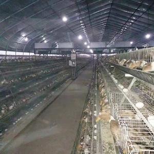 China A Frame Chicken Layer Duck Breeding Farming Cage For Poultry Farm wholesale