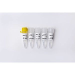 Guangzhou Dongsheng Biotech Co., Ltd