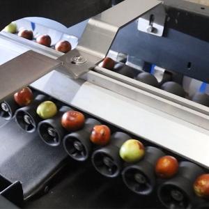 China 8 Channels Mechanical Jujubes Sorting Machine White 380V Fruit Grading Machine wholesale