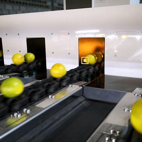 Orange Sorting Machine With Internal Detection Beyond General Grading Sizing And