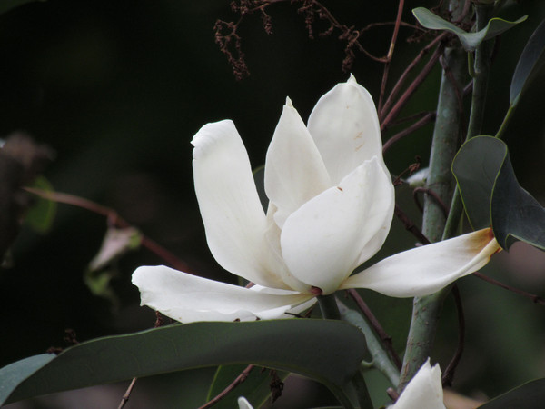 DDC Essential Oil Swine Feed Additives Phenols For Optimal Nutrient Digestion Utilization