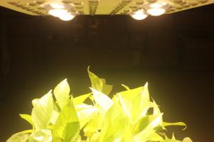 China 415W LED Grow Lights Full Spectrum Growing From Vegetate To Bloom , Grow Rooms / Tents on sale