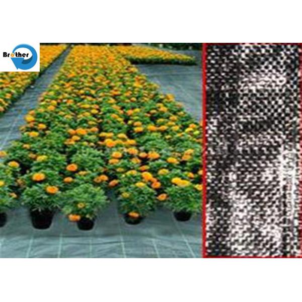 Heavy Duty Landscape Weed Control Fabric with Precut 6" Hole Spacing Perfect Gardening Weed Blocker Barrier Ground Cover