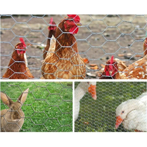 18 Gauge 2m Chicken Mesh Fence 50m Vinyl Coated Poultry Netting