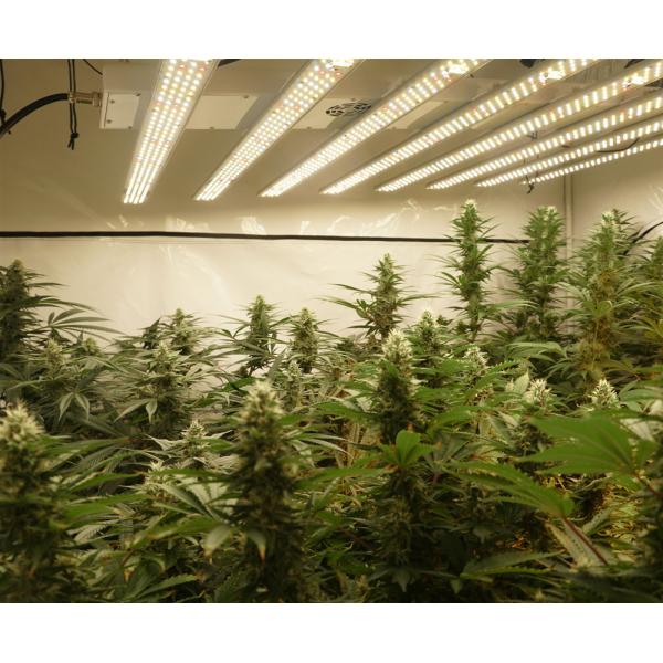 Greenhouse Supplemental Lighting High End Led Grow Lights 48V Output