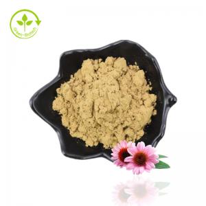China Original Manufacturer Supply Good Quality Food Grade Echinacea Purpurea Root Extract wholesale