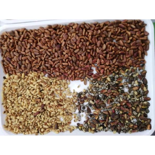 2023 New Design CCD Nuts Color Sorter Walnut Cashew Coconut Color Separation Machine