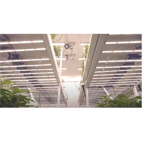 Vertical Grow Systems 670W 3000K Horticulture Led Lights