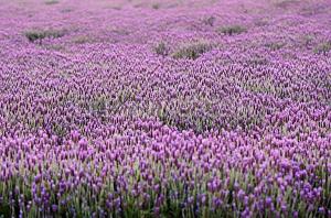 China natural lavender essential oil,Lavender oil wholesale