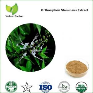 Orthosiphon Stamineus P.E.,Java Tea extract,Clerodendranthus spicatus extract
