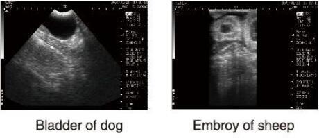 Diagnostic Ultrasound Equipment Veterinary Ultrasound Scanner With OB Software for Animals and 100 Images Storage