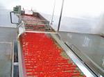 Customized Capacity Tomato Paste Production Machinery With Multi Function